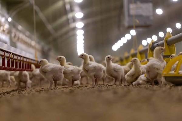 What is the impact of automation and intelligent solutions on the poultry industry ?